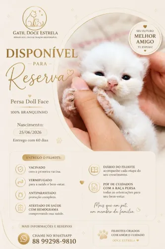 Persa macho disponível para reserva!