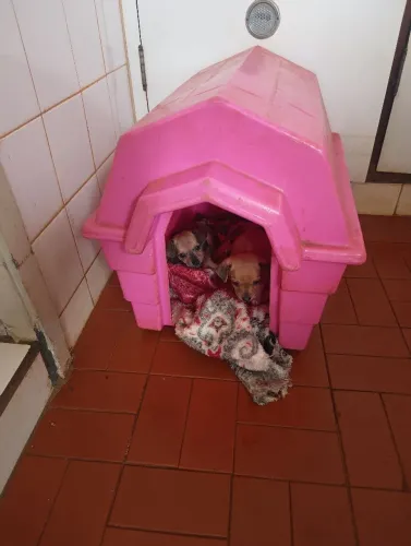 Pinscher 1 40 dias, já no desmame 800,00 <br>