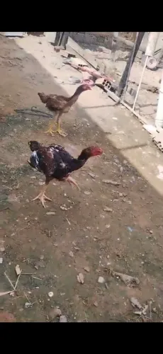 Franga  e frango  indio gigante. 