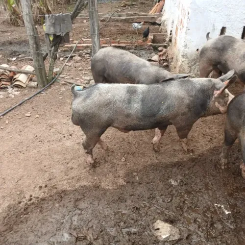 Porco da raça pietrain puro. Reprodutor 1 ano de idade. Aproximadamente 5 arrobas. 