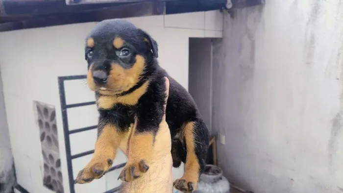 Rottweiler O goleador da fofura