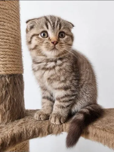 Gato scottish foldex 