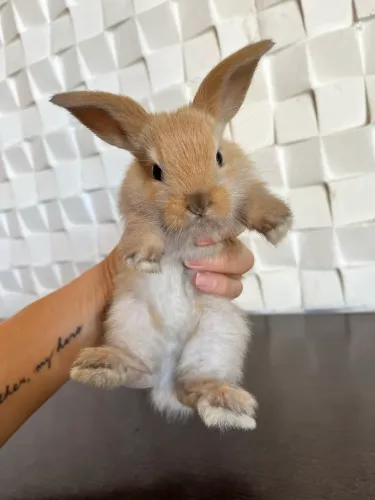 Coelho Mini Lop