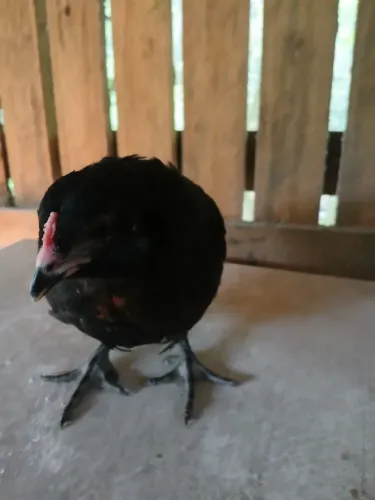 Casal de ameraucana 200 reais