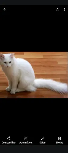 Gatinha linda adoção