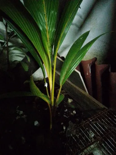 Coco Fio de ouro 