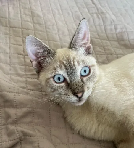 Gatinho macho 4 meses 