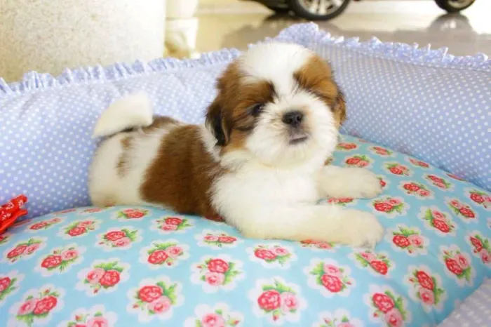 SHIHTZU perninhas curtas 