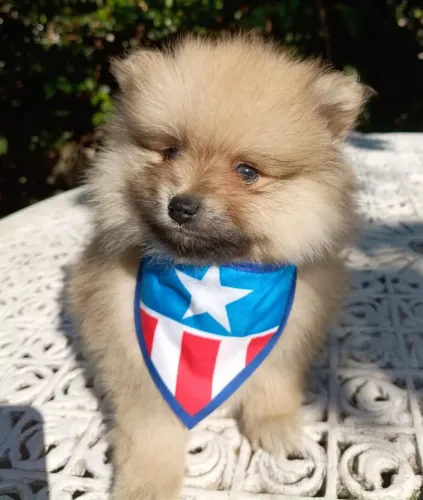 Lulu da Pomerânia macho, com vacina importada