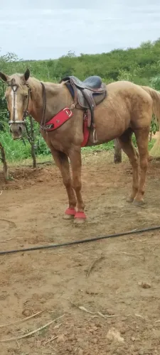 Cavalo 