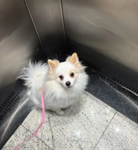 Lulu da Pomerânia