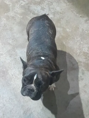 Buldogue francês  fêmea  2 anos 