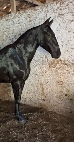 CASTRADO LUXO