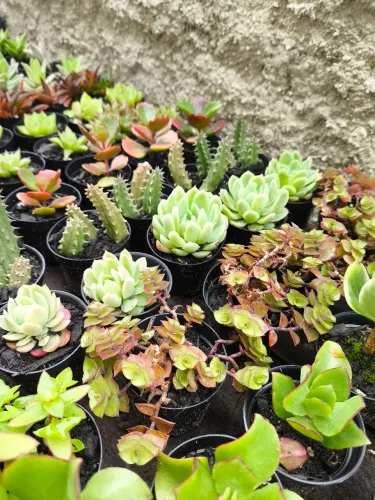 Suculentas para lembrancinhas