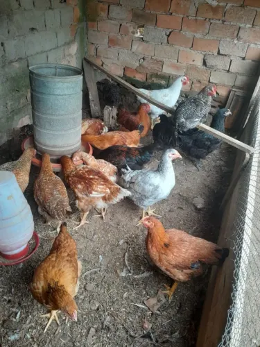 Vende-se galinha 