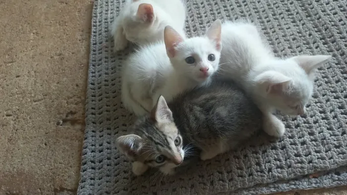 Gato macho muito dócil 