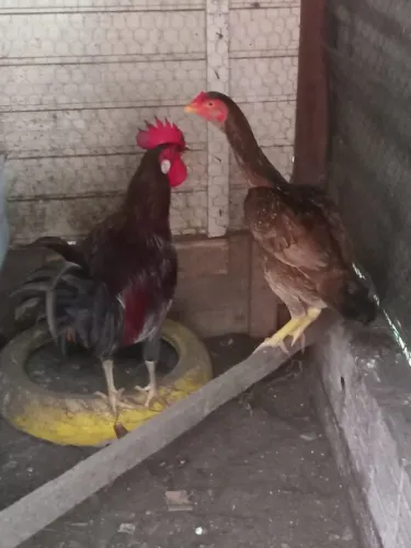 Galinha carioca e galo pista de serra 