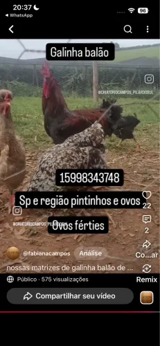 Animais estimação