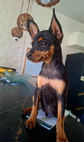 Cachorro