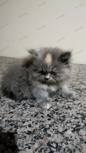 Filhotes fêmea de gato persa