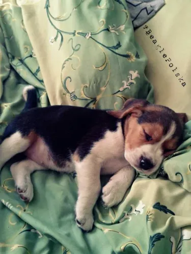 Beagle Uma oportunidade para quem ama cachorros espertos