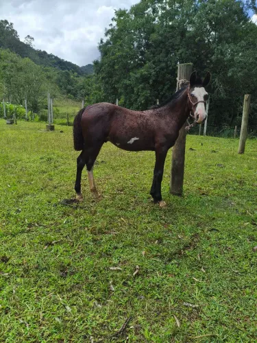 POTRANCO COLORODO BRAGADO 