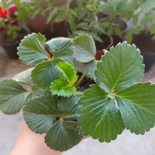 Mudas de morango