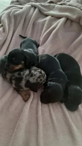 Vende CACHORRO COFAP