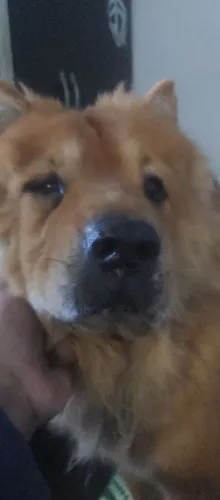 chow chow DOAÇAO