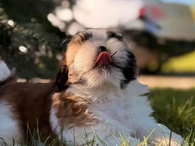 Shih tzu Imagine viver com esse filhote todos os dias