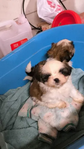 Pet