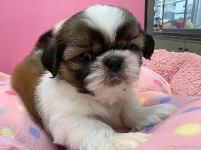 Cãozinho fofo e saudável Shih tzu/Shitzu