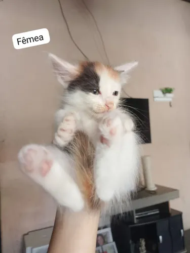 GATINHAS FÊMEAS DISPONÍVEIS PARA ADOÇÃO RESPONSÁVEL 
