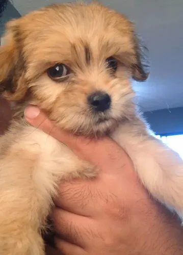 Lhasa Apso