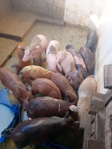 Porcos