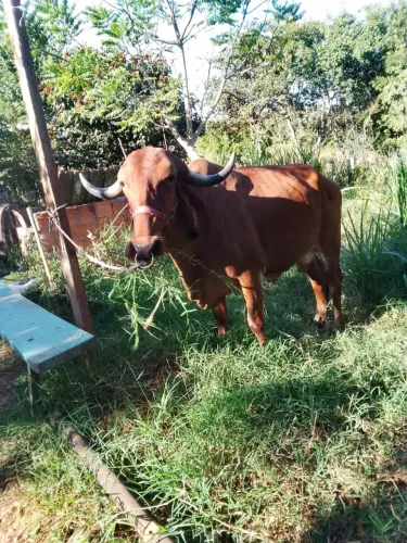Vendo vaca