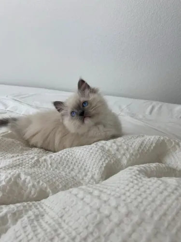 Babys Ragdoll