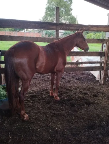 Cavalo 