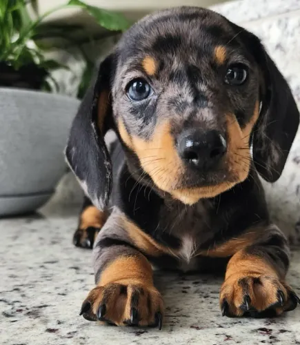 Dachshund  Arlequim a Pronta Entrega.  