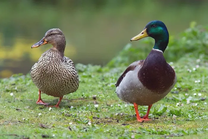 marreco mallard
