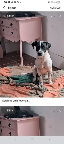 Csdela para adoção responsável 