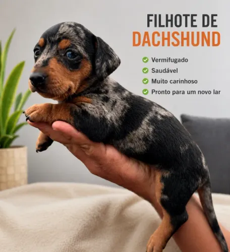 Salsichinha mofadinho de olhos azuis (Dachshund)