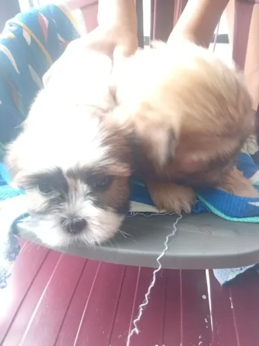 Cachorro shih Tzu