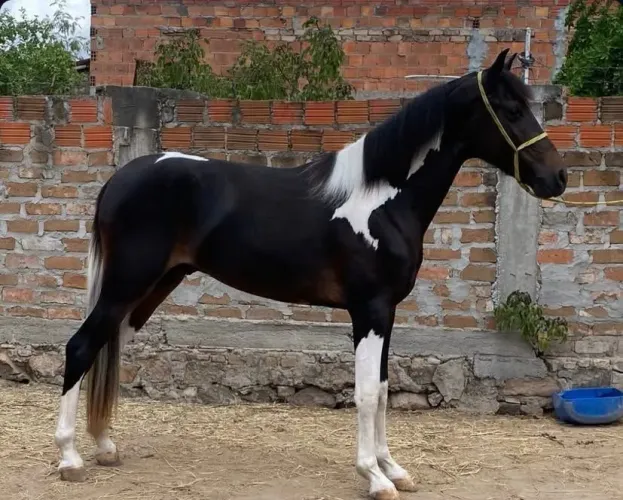 Potro Pampa Mangalarga Marchador (Picada)