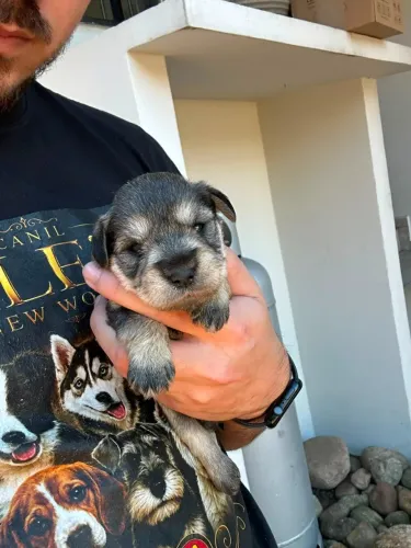 Schnauzer Miniatura | Visite nossa Estrutura 