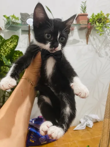 Gatinho pra adoção responsável