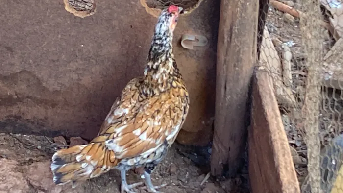 Vendo casal de sebright dourado mestiço com prata