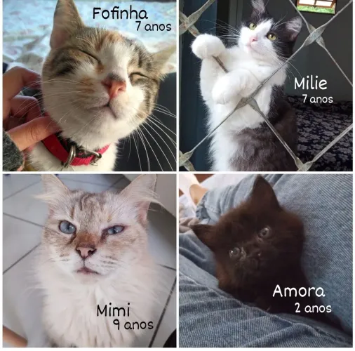 Doa-se gatos