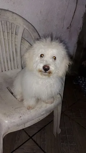 Vendo poodle toy 5 meses 