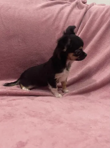 Filhotes de chihuahua
